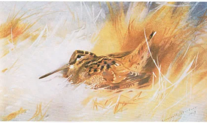 Waldschnepfe, veröffentlicht von Book Club Associates, 1972